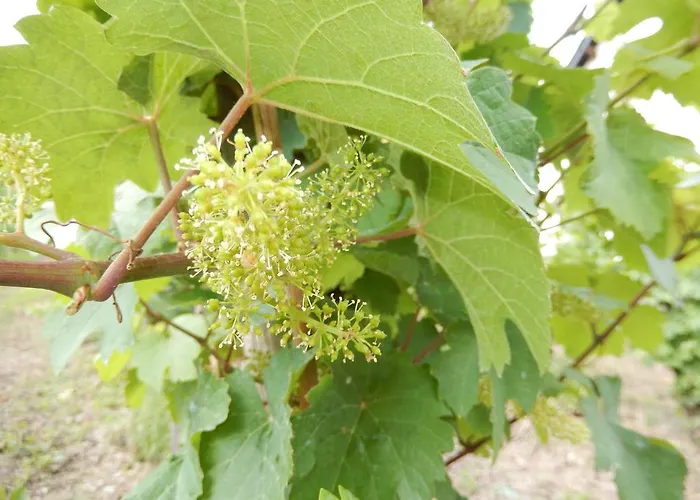 Apartmán Gaestehaus Heidi